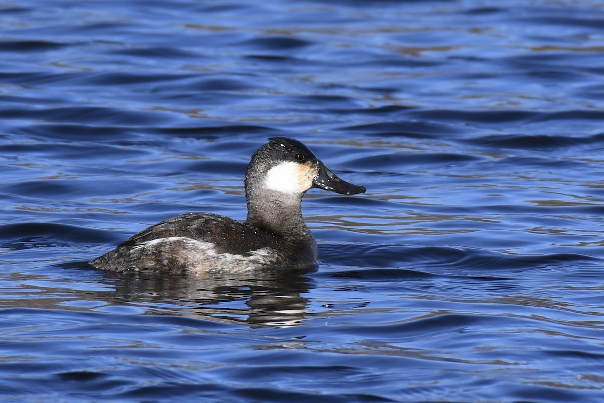 Ruddy Duck - ML406083981