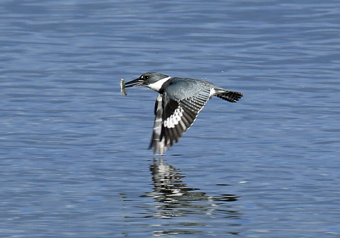 Belted Kingfisher - Blair Bernson