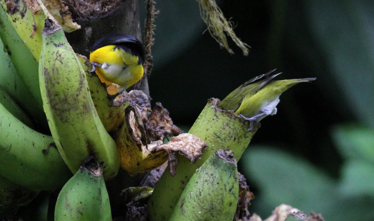 Yellow-throated Euphonia - Georges Duriaux