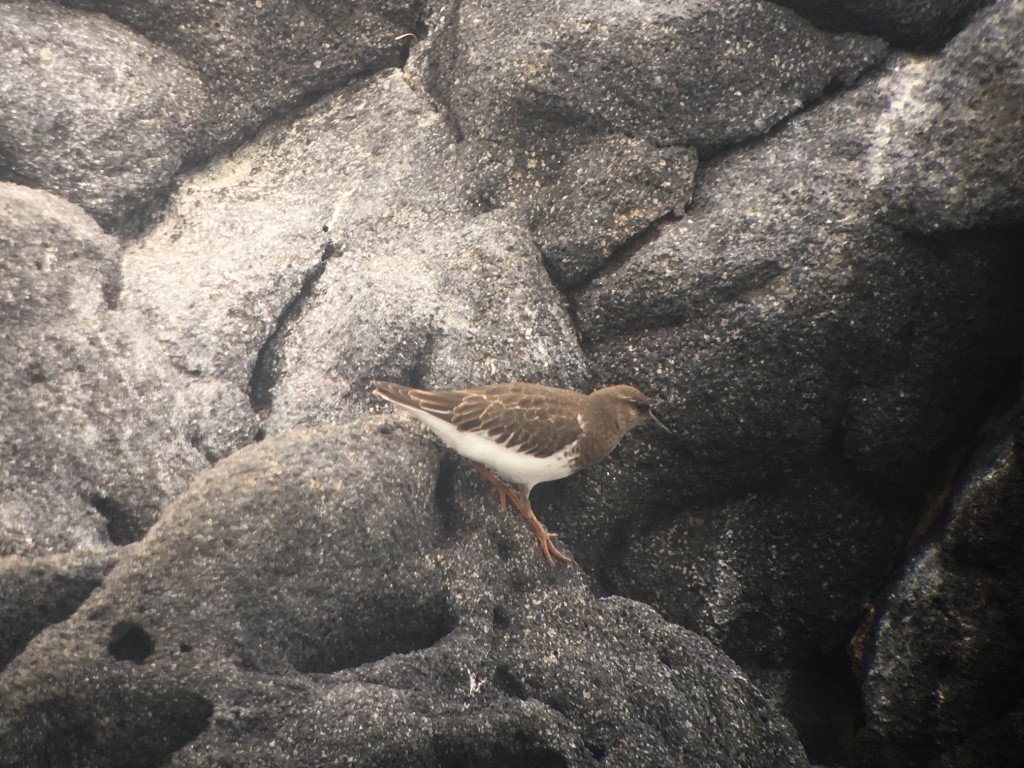 Black Turnstone - ML406084601