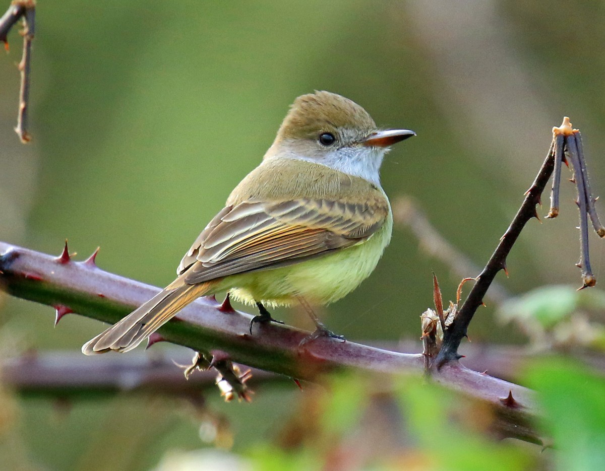 Dusky-capped Flycatcher - Blair Bernson