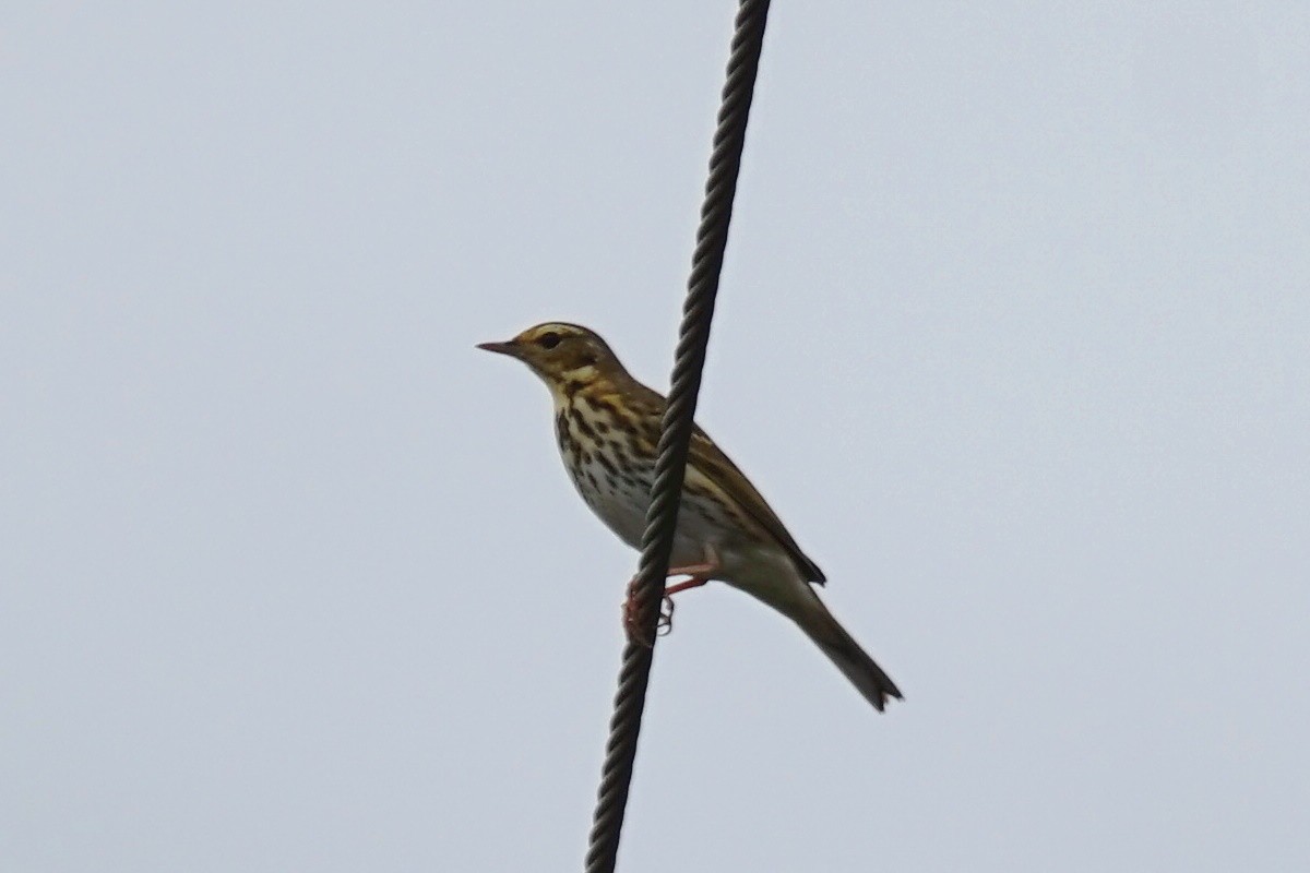 Olive-backed Pipit - ML40608741