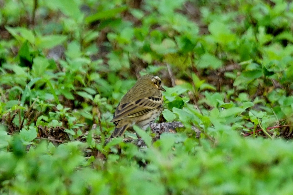 Olive-backed Pipit - ML40608761
