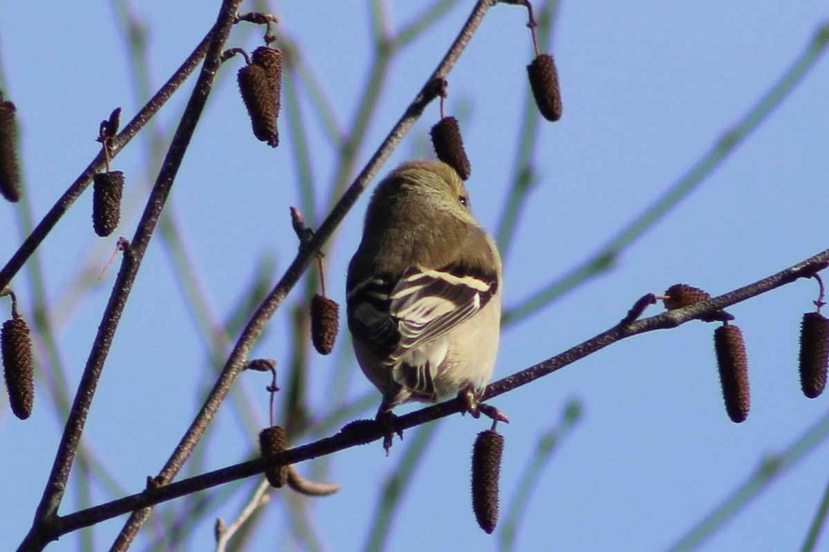 Chardonneret jaune - ML406088351