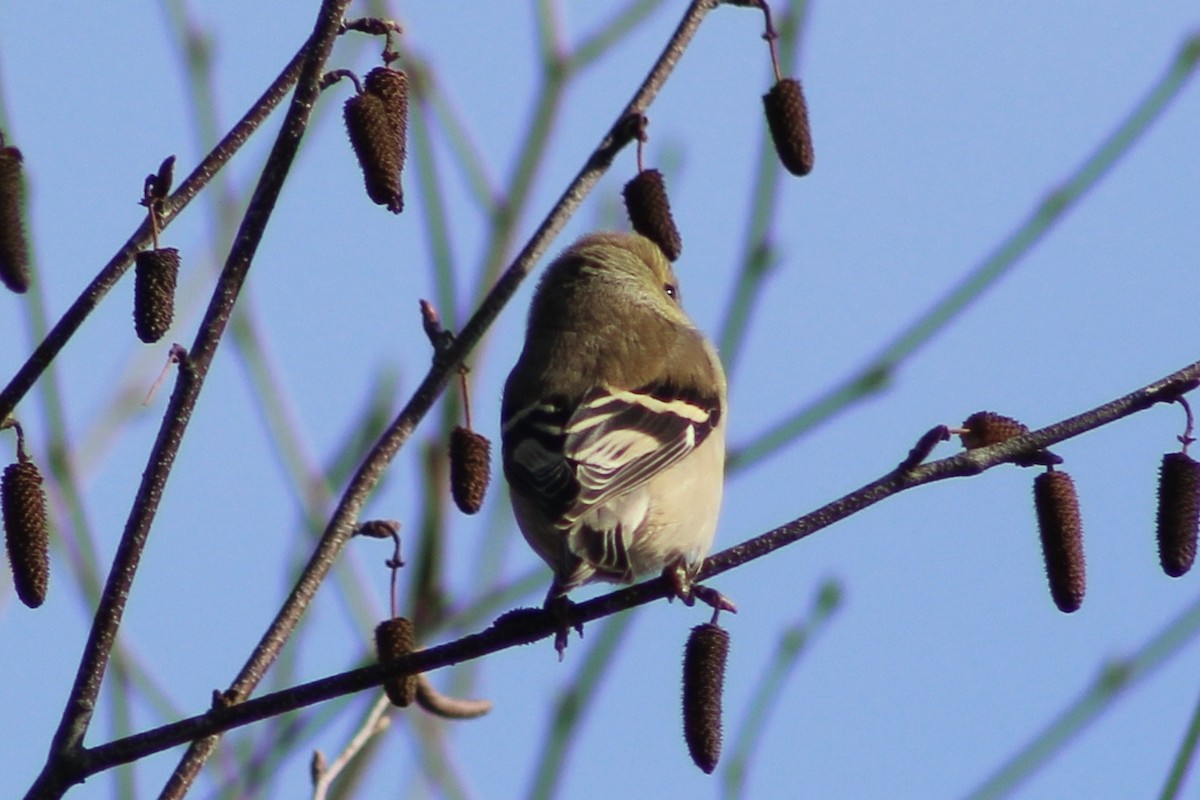 American Goldfinch - ML406088351