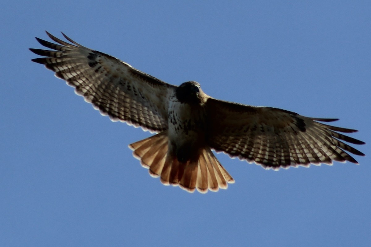 Red-tailed Hawk - ML406088581