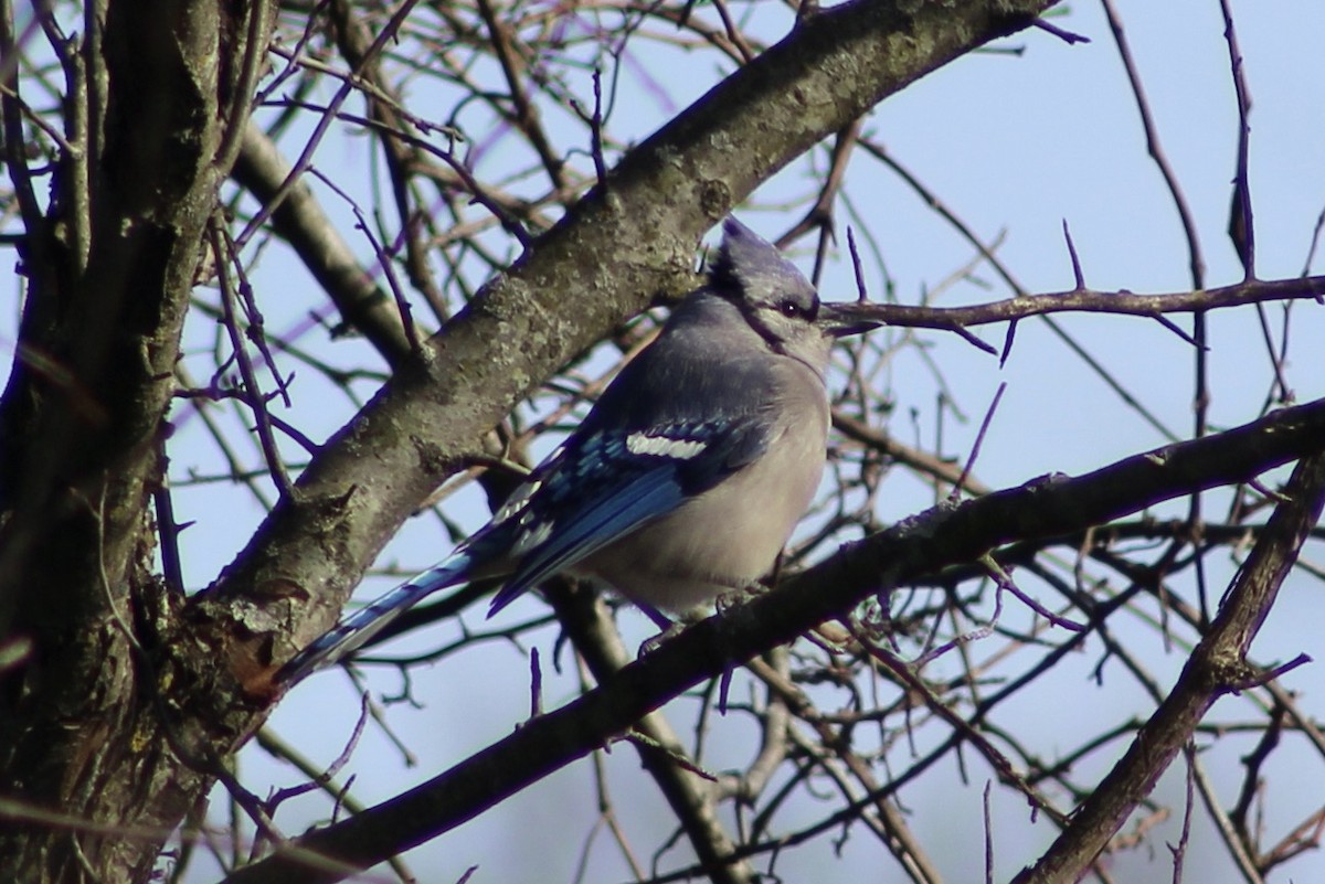 Blauhäher - ML406088741