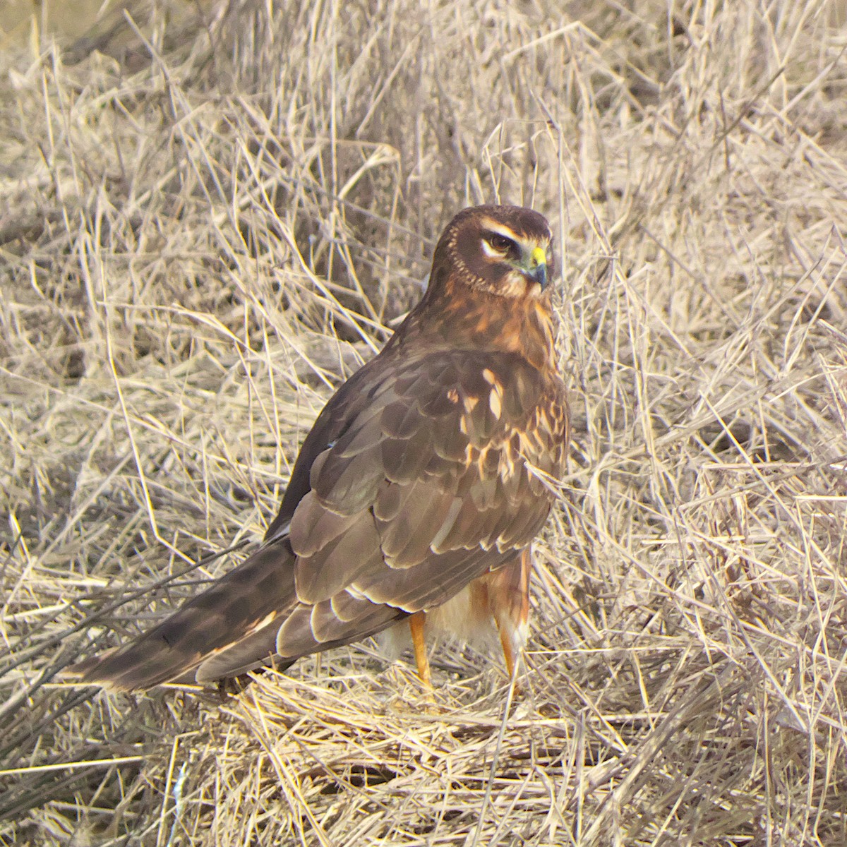 Northern Harrier - Jeff Ritz