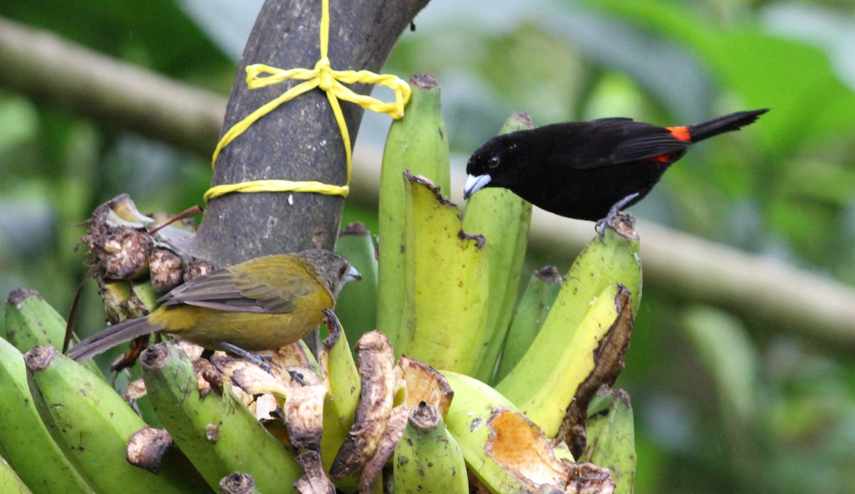 Scarlet-rumped Tanager (Passerini's) - Georges Duriaux