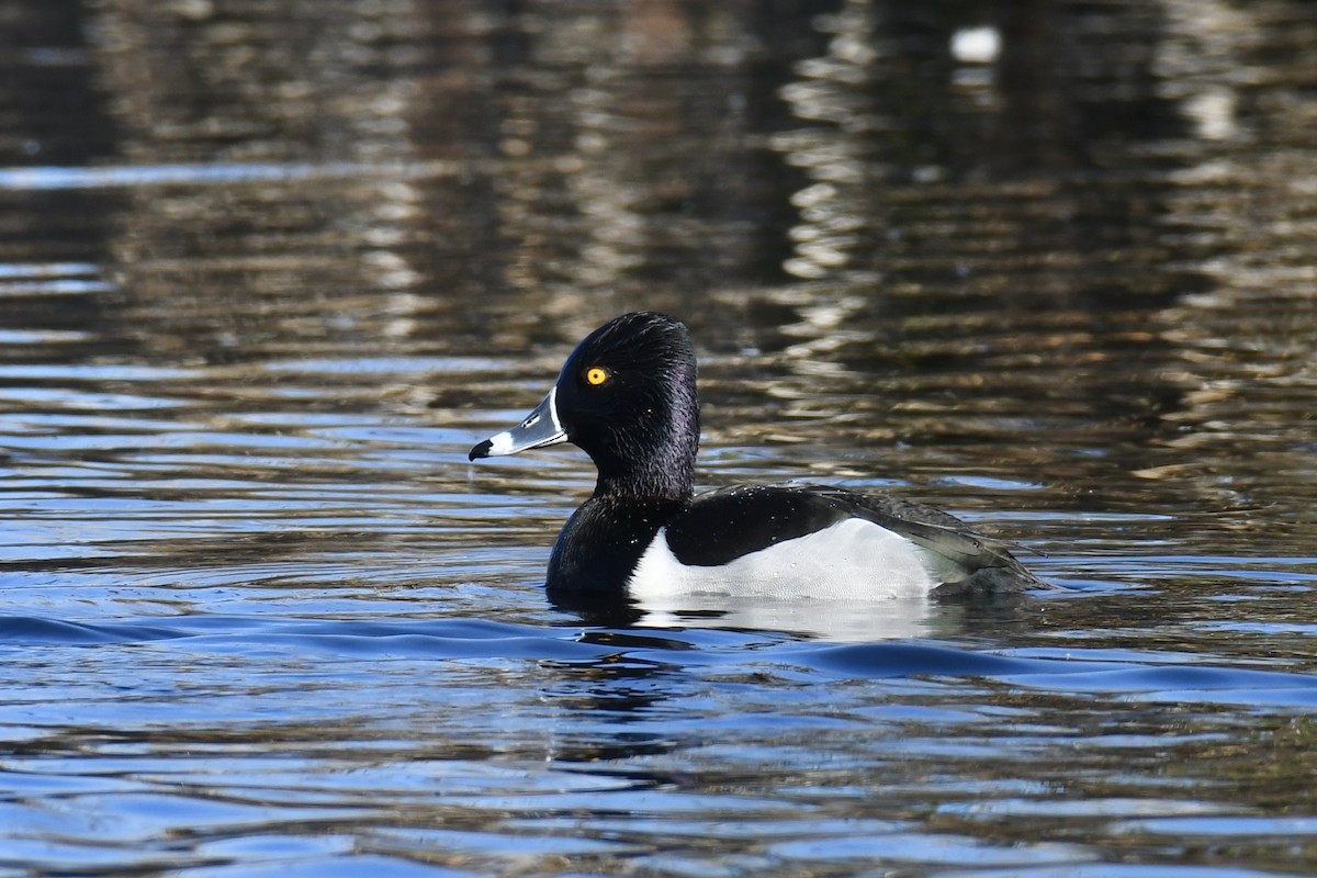 Ring-necked Duck - ML406089931