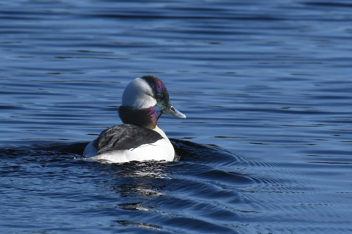 Bufflehead - ML406090541