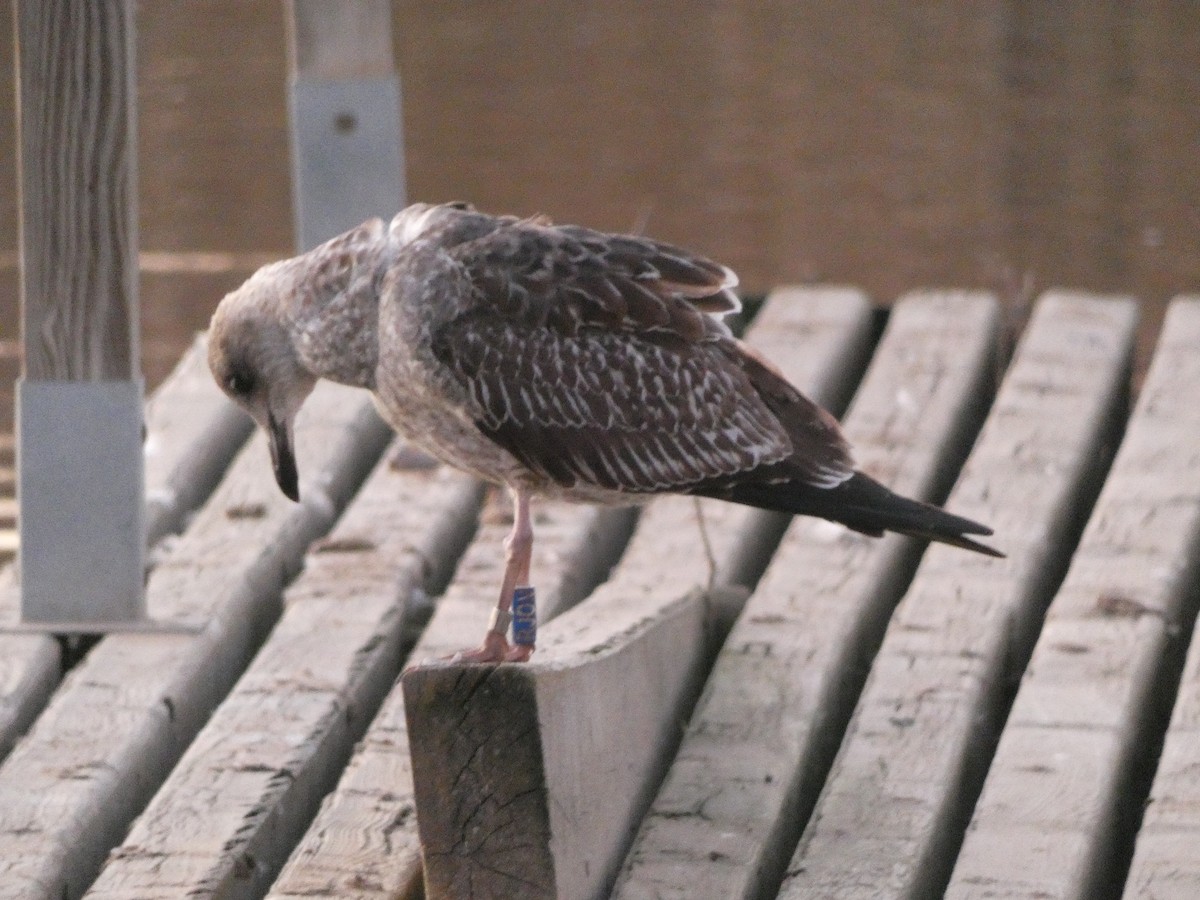 Lesser Black-backed Gull - ML406090671