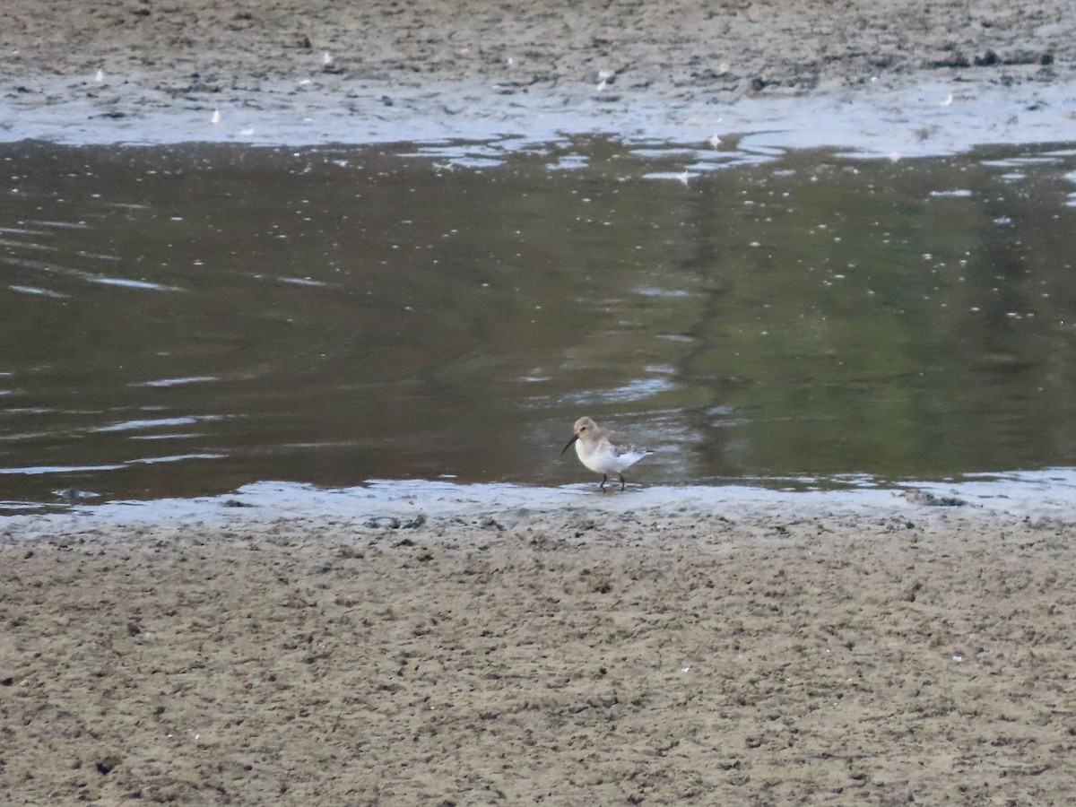 Dunlin - ML406090751