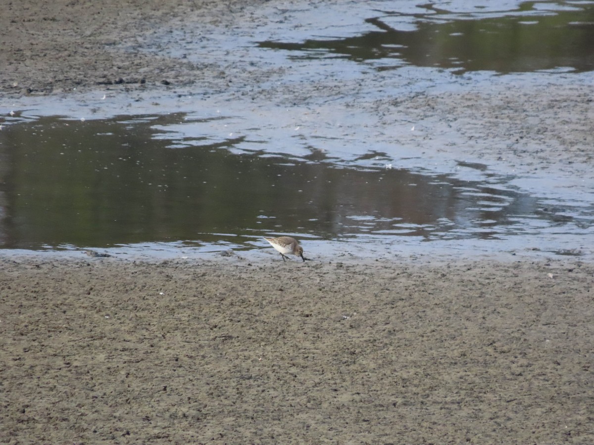 Dunlin - ML406090771