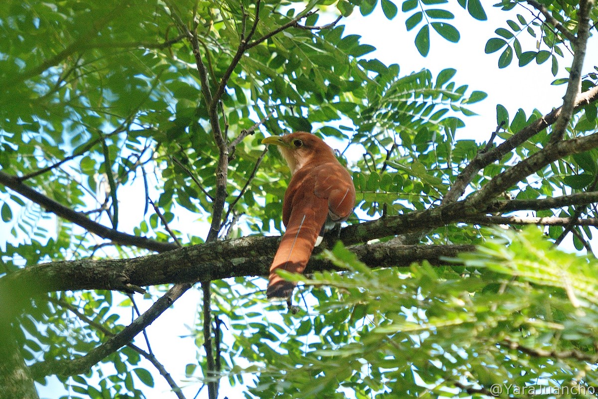 Squirrel Cuckoo - ML406090881