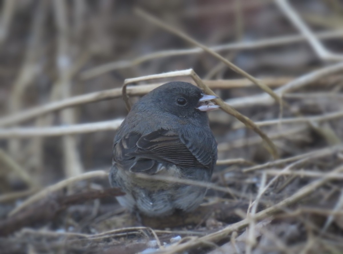 Dark-eyed Junco - ML406091441