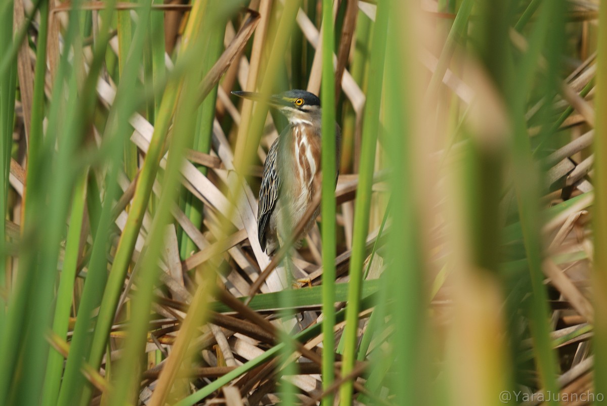 Striated Heron - Juan Escudero