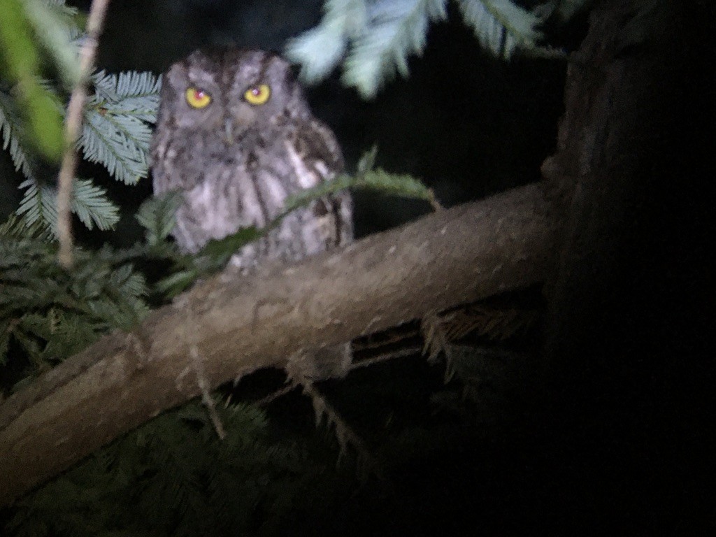 Western Screech-Owl - ML406091571