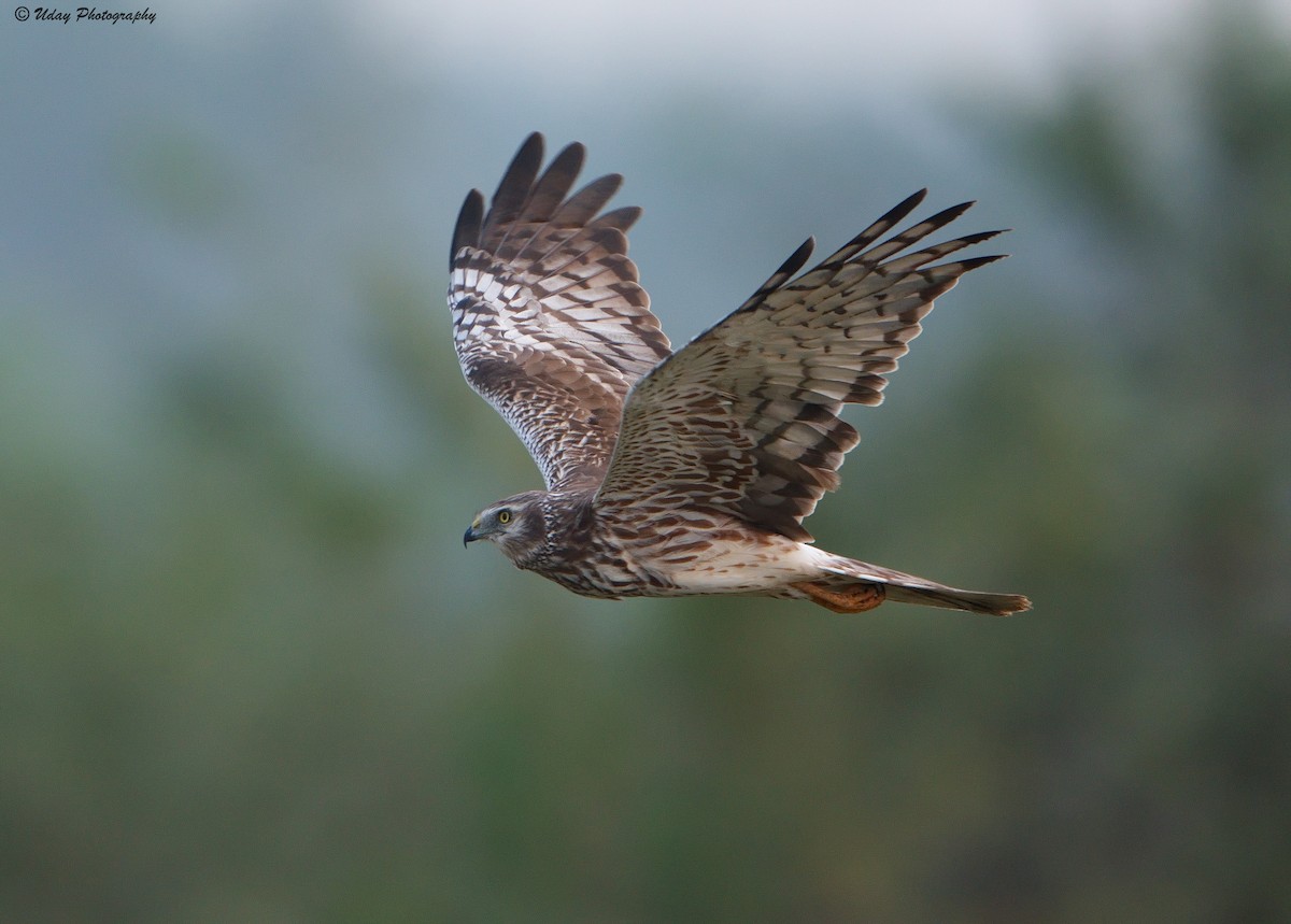 Pied Harrier - Udaya Kumar Balasubramanian