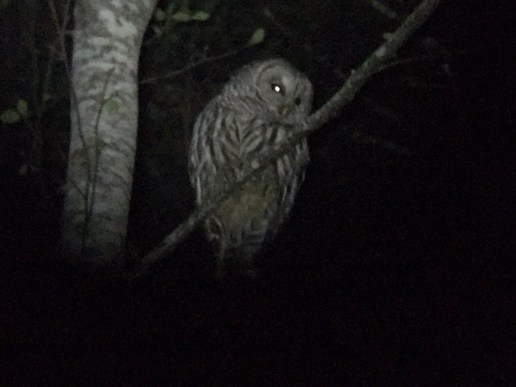 Barred Owl - ML406093871