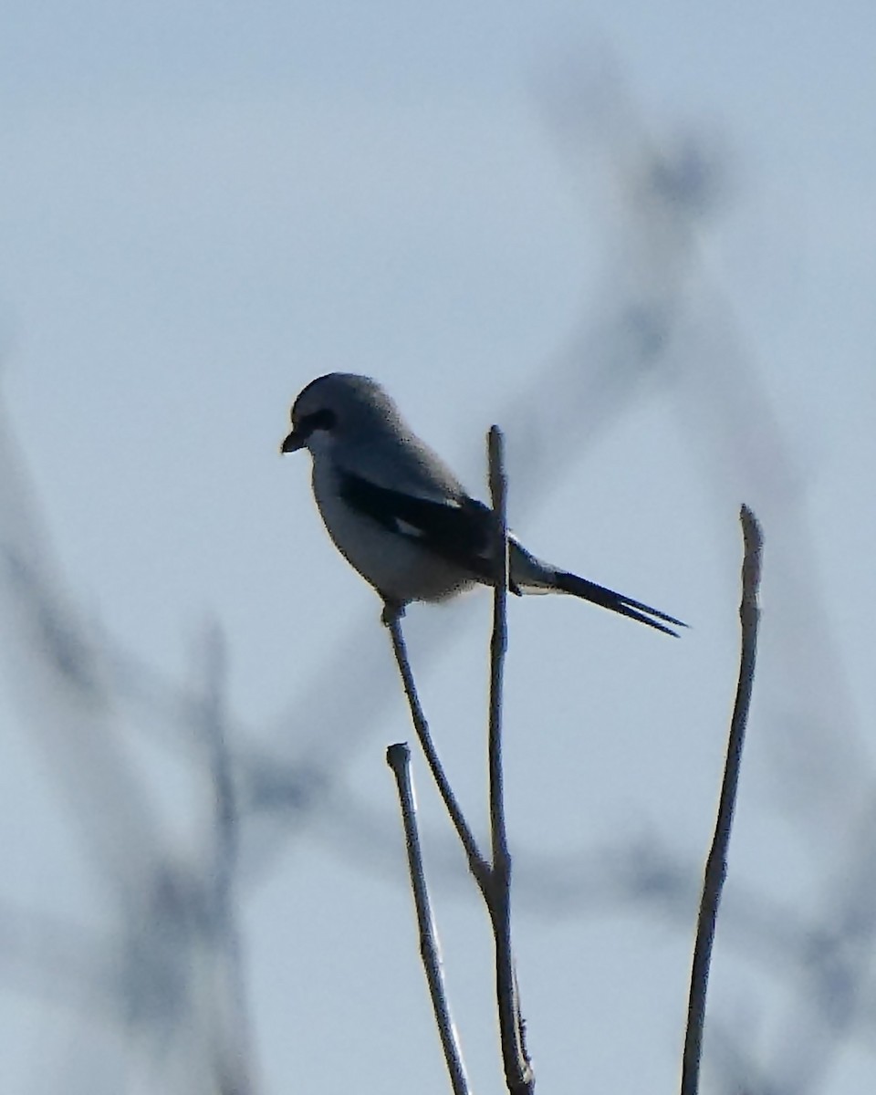 Pie-grièche boréale - ML406093911