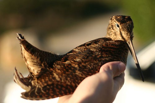 Eurasian Woodcock - ML40609481