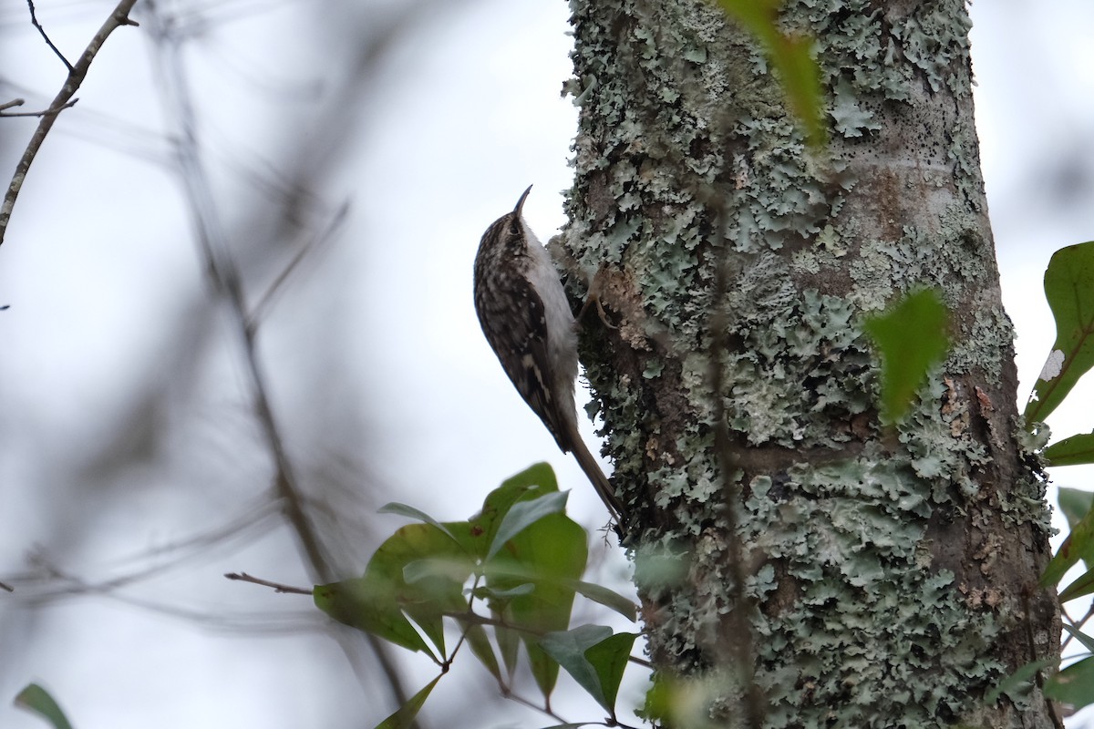 Brown Creeper - ML406096541