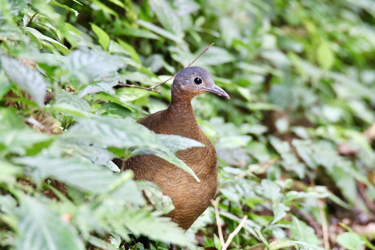 Highland Tinamou - ML406097671