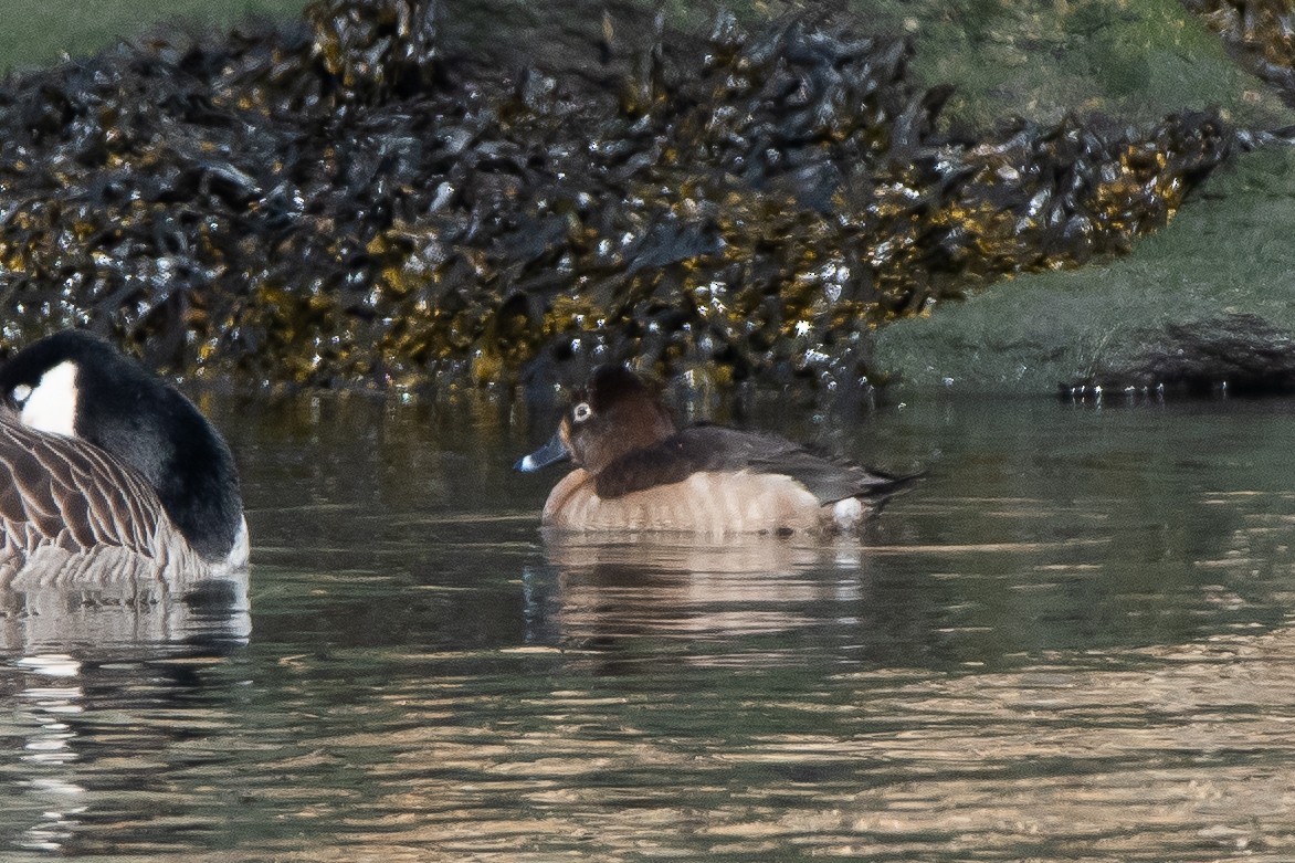 Ring-necked Duck - ML406097781