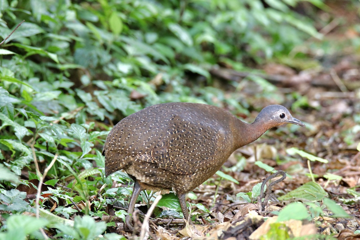 Highland Tinamou - ML406098301