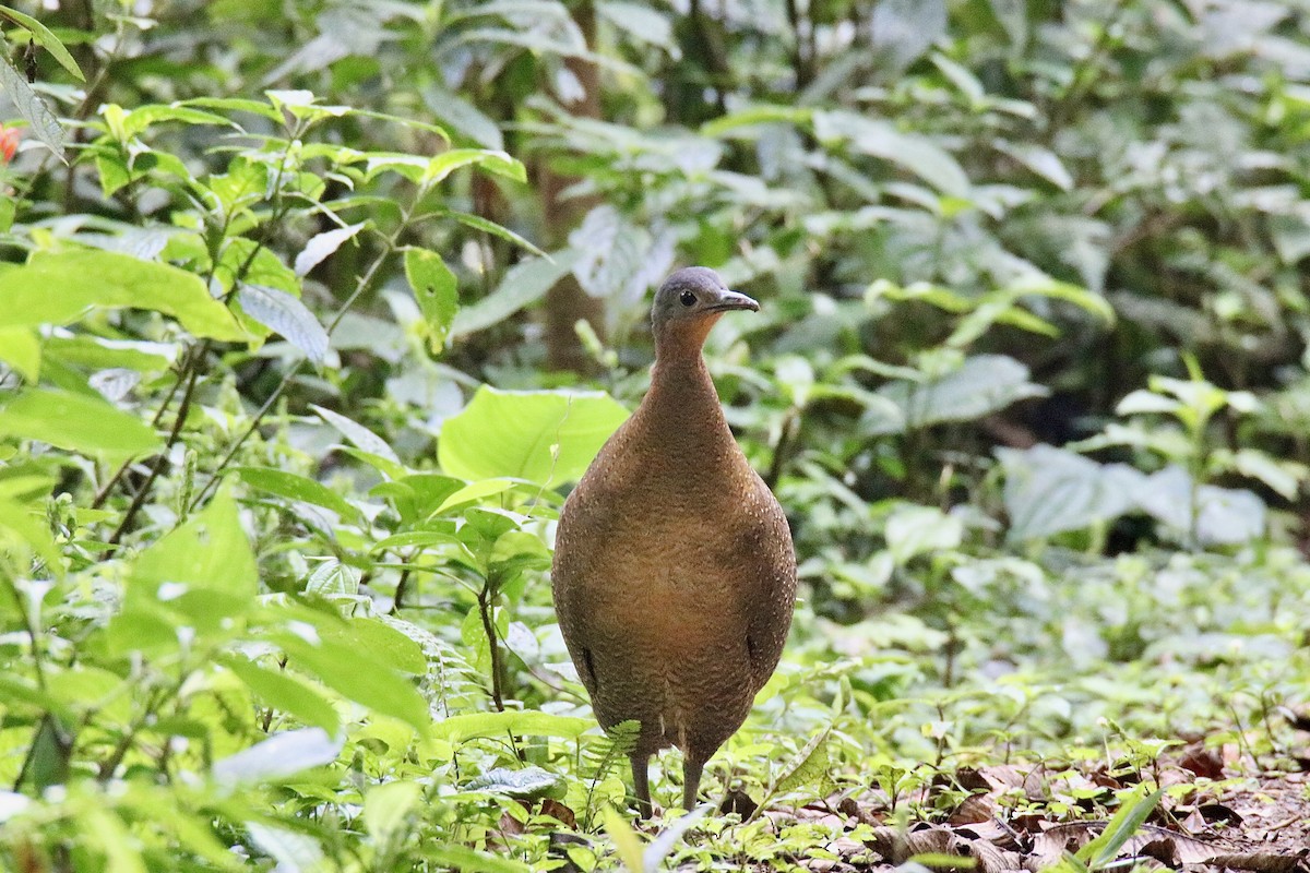 Highland Tinamou - ML406098311