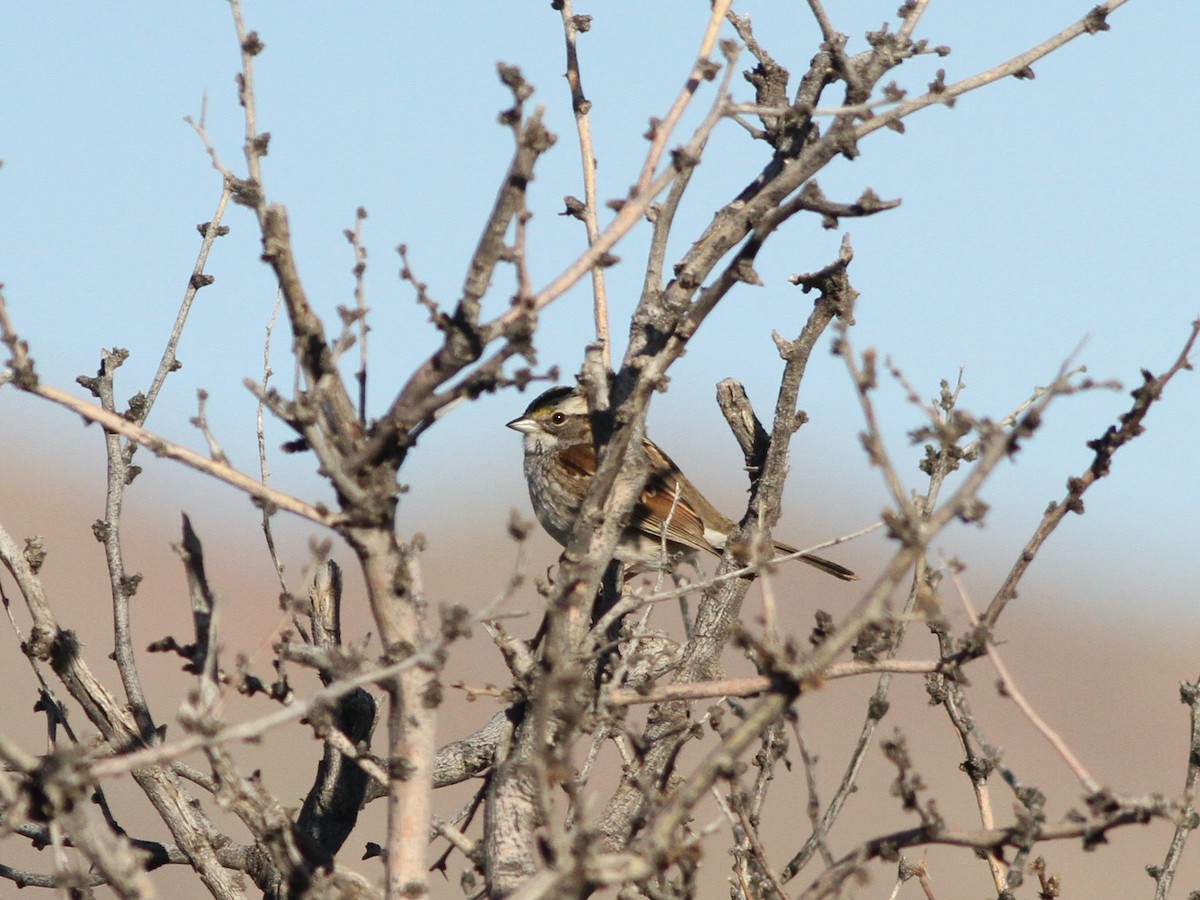 White-throated Sparrow - ML406098951