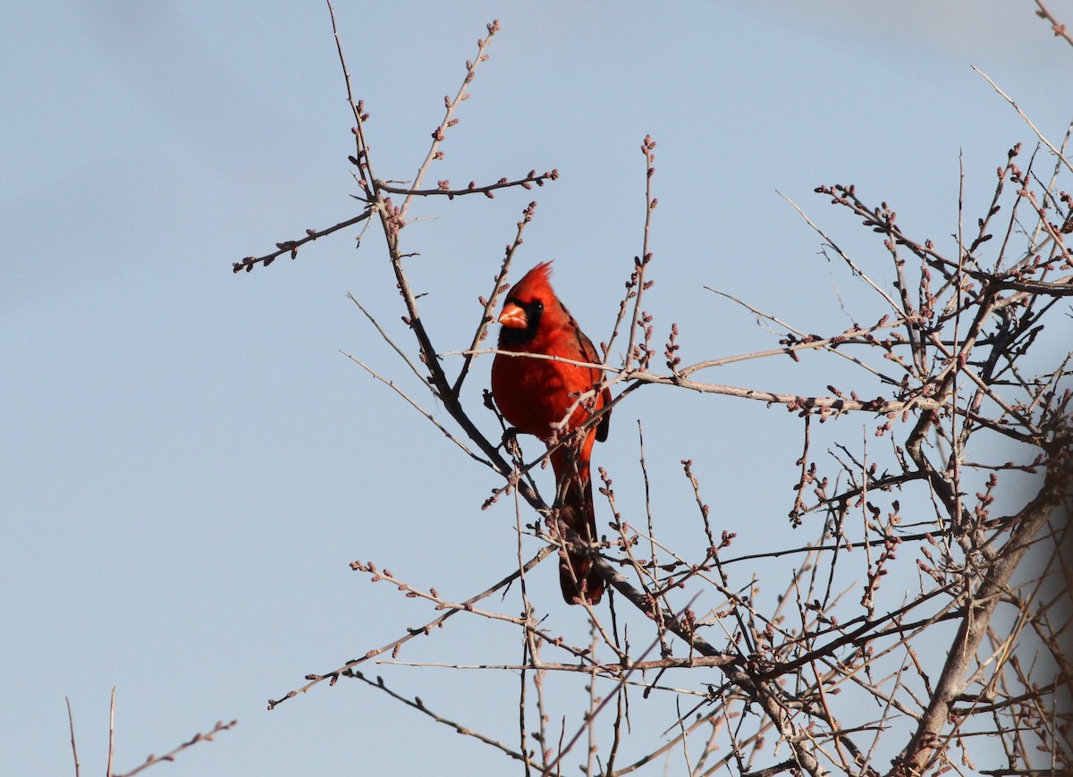 Northern Cardinal - ML406098981