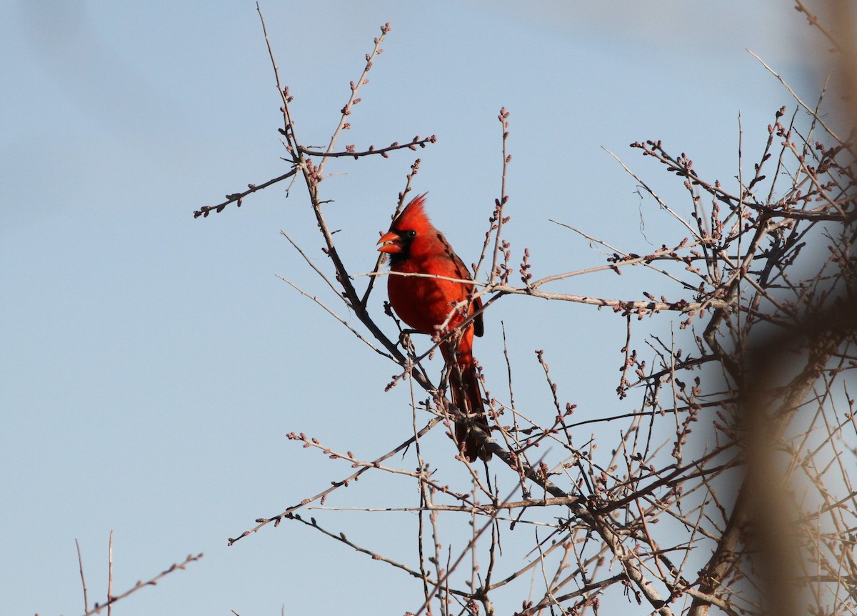 Northern Cardinal - ML406098991
