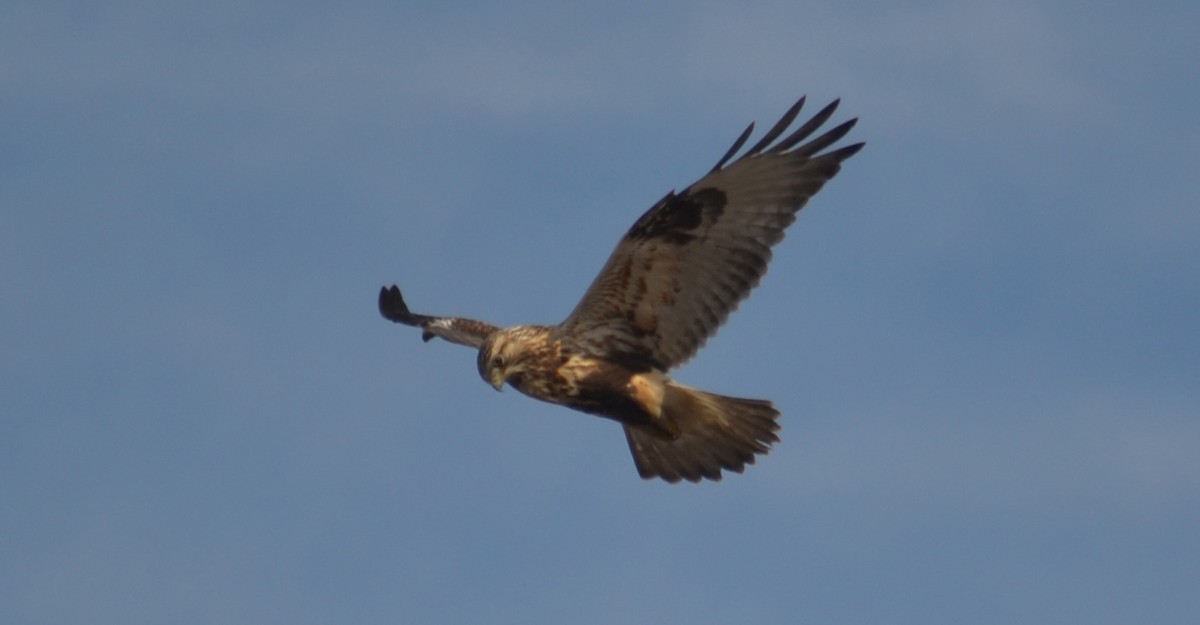 Rough-legged Hawk - ML40610041