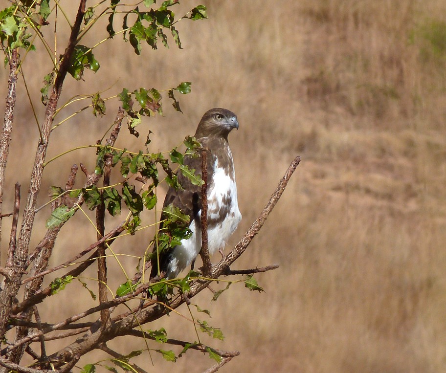 Madagascar Buzzard - Louise Courtemanche 🦅