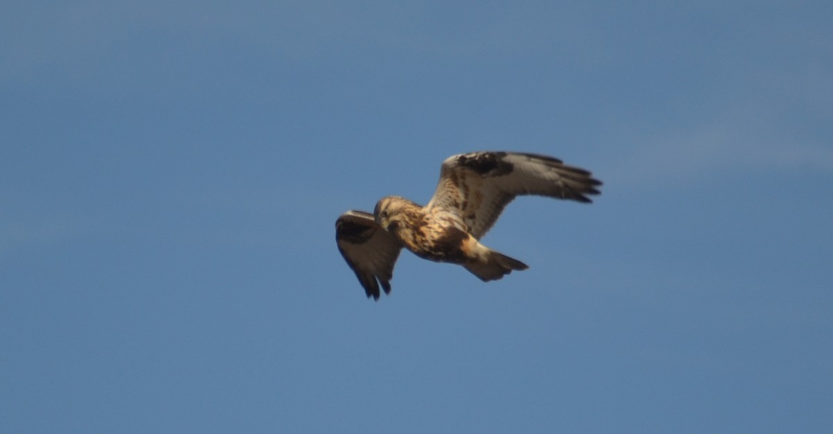 Rough-legged Hawk - ML40610061