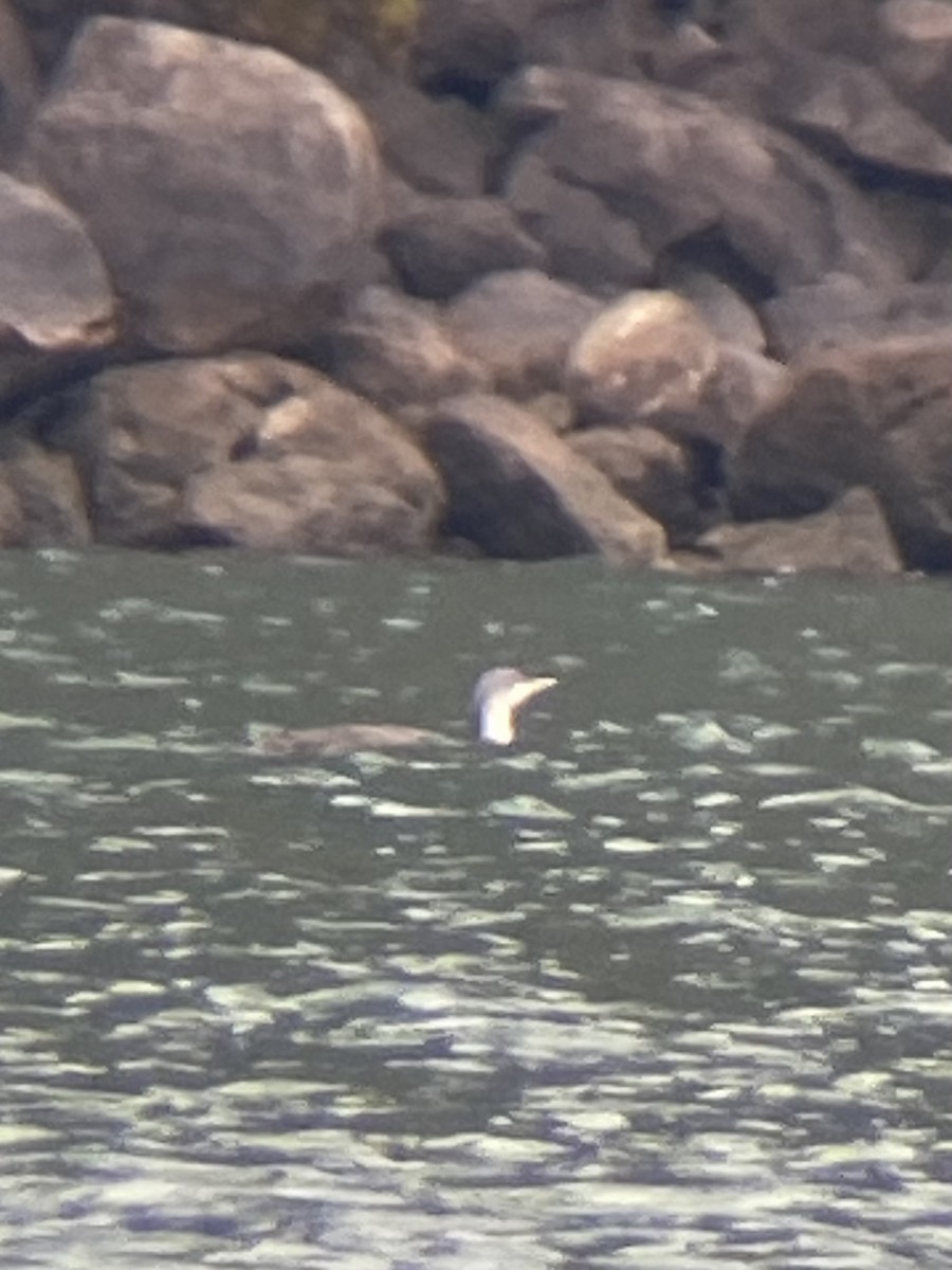 Red-throated Loon - Becky Kent