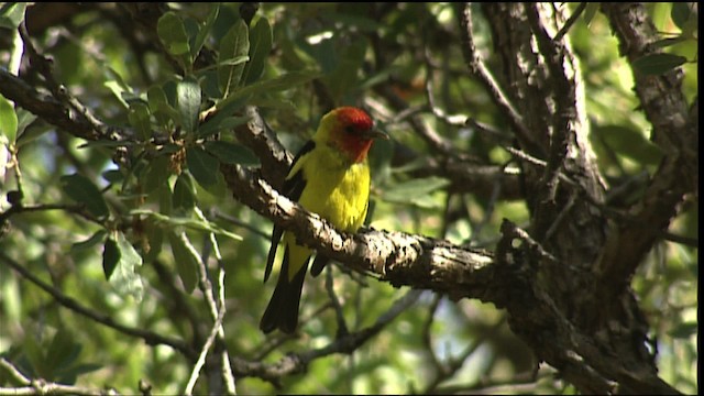 Western Tanager - ML406104