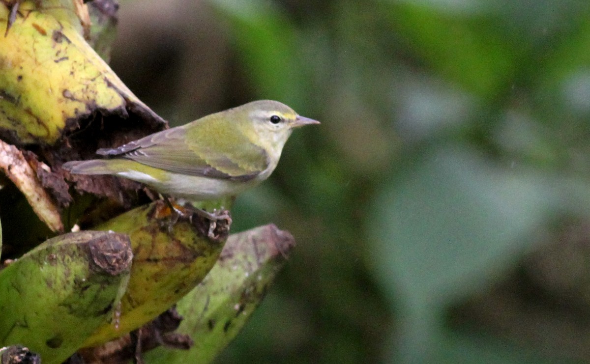 Tennessee Warbler - Georges Duriaux