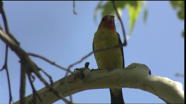 Western Tanager - ML406106