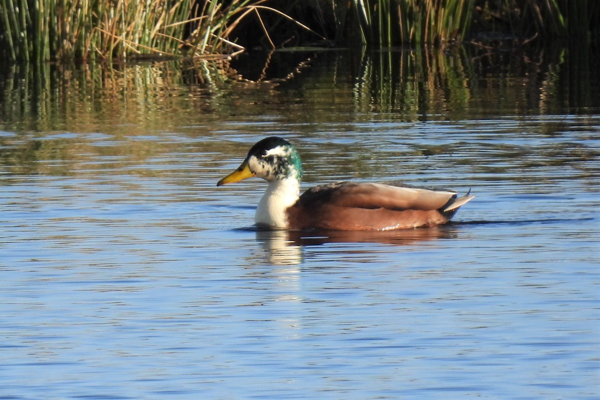 Mallard (Domestic type) - ML406106021