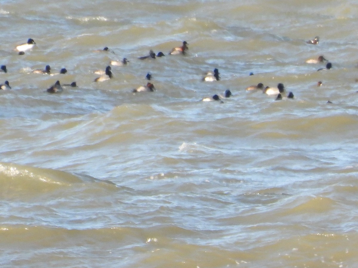 Harlequin Duck - ML406106101