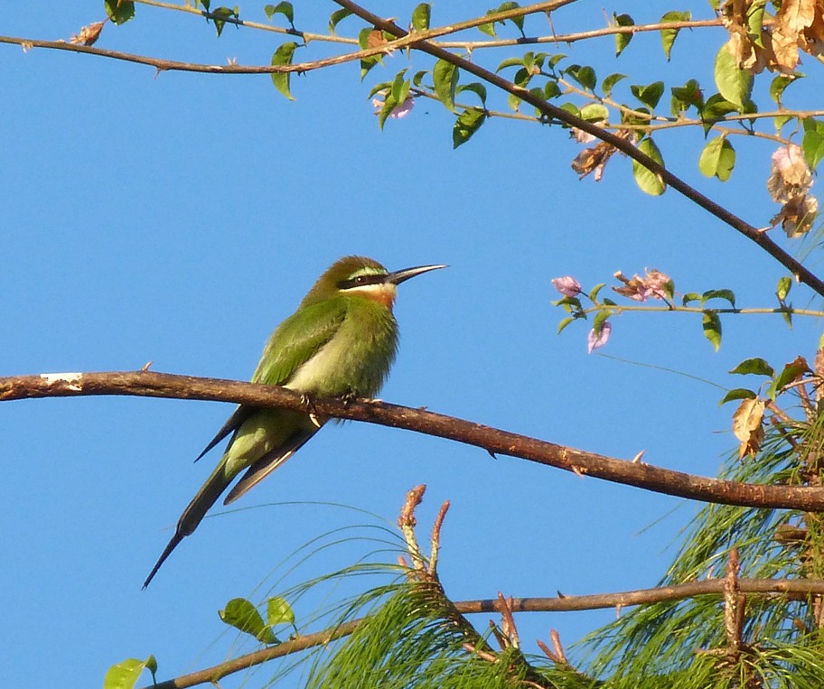 Madagascar Bee-eater - Louise Courtemanche 🦅