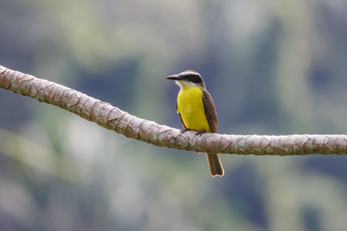 Boat-billed Flycatcher - Hernan Riverol