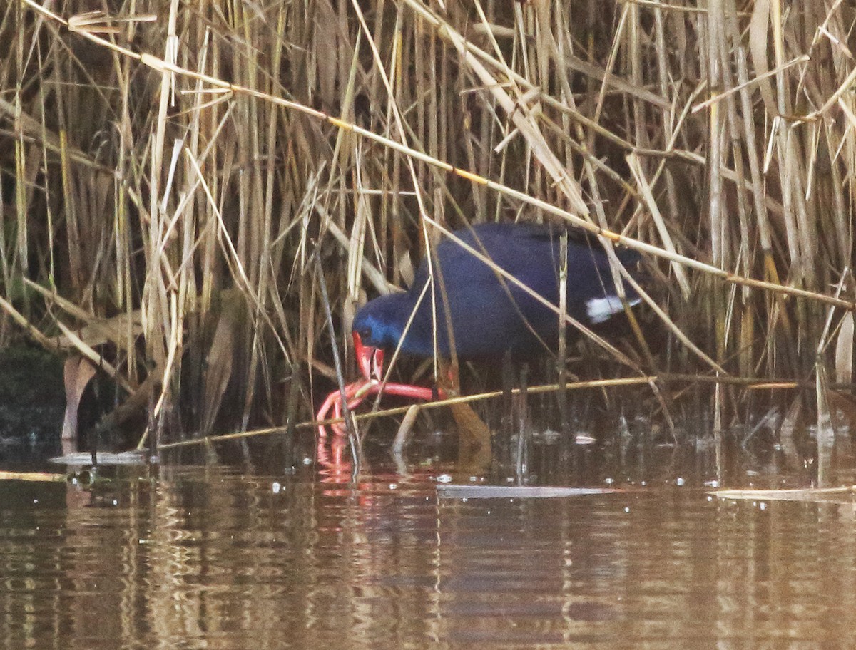 Western Swamphen - ML406108011