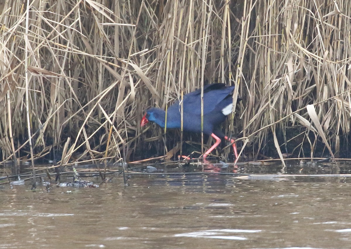 Western Swamphen - William Price