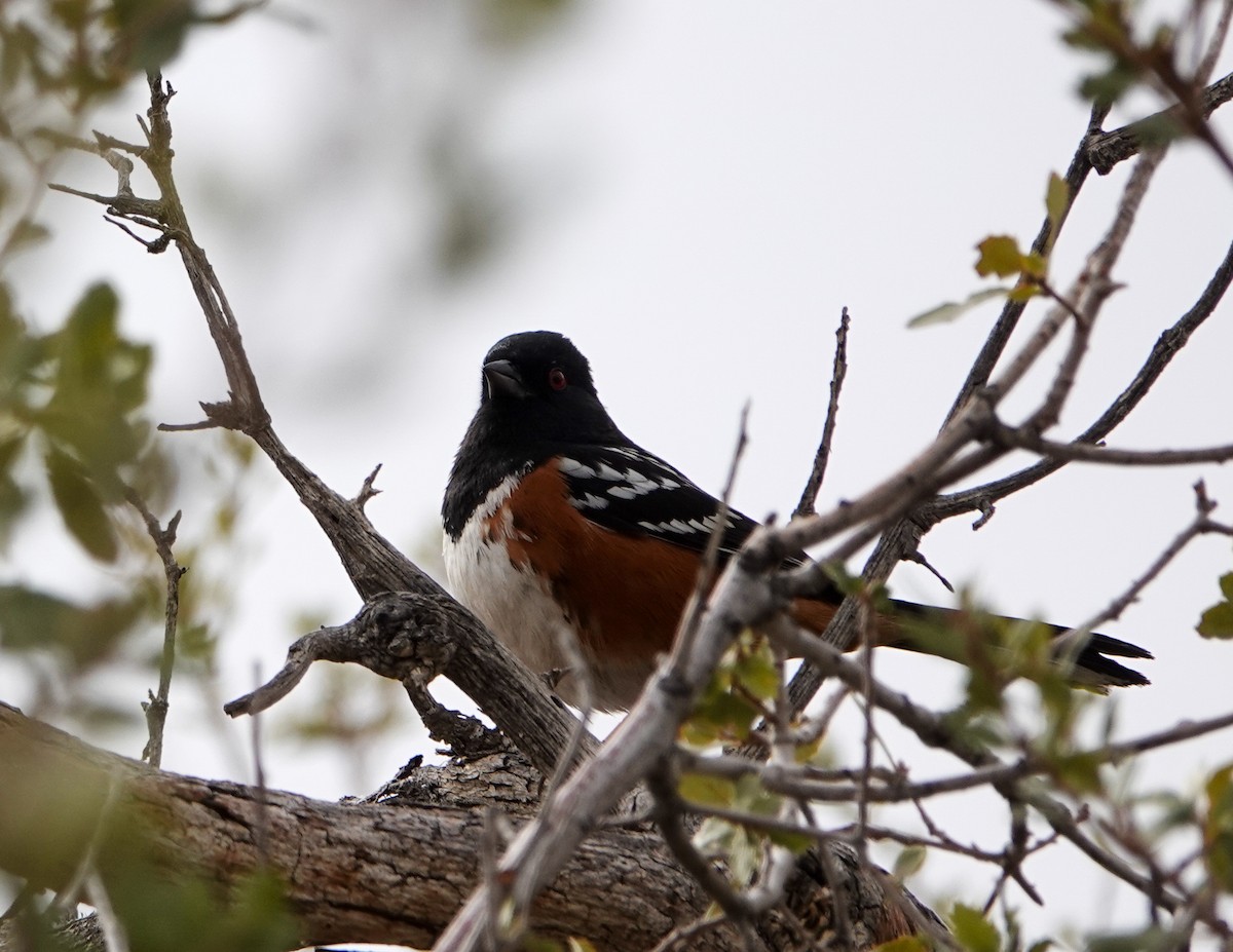 Spotted Towhee - ML406108621