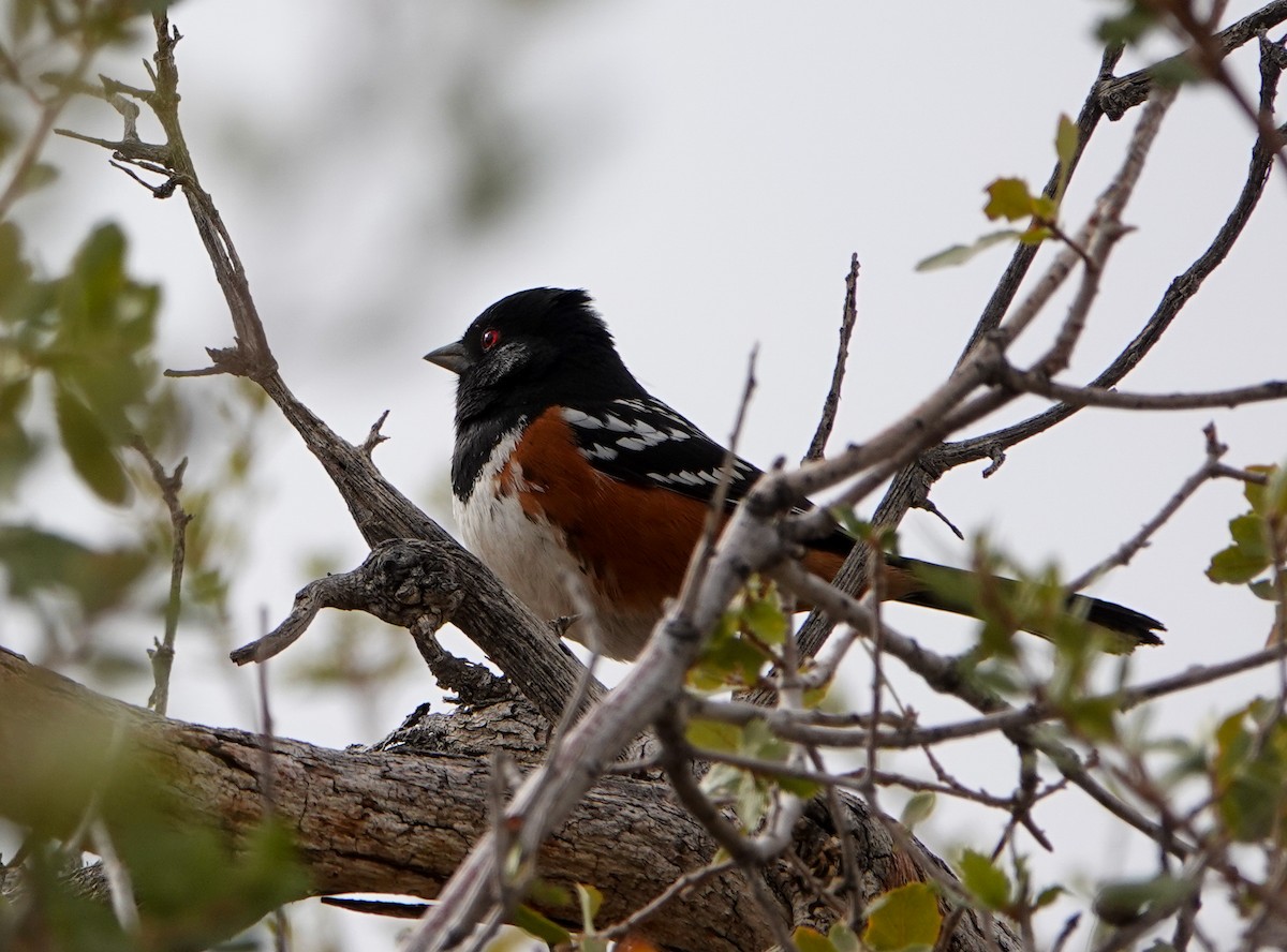 Spotted Towhee - ML406108631