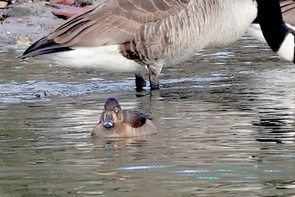 Ring-necked Duck - ML406108951